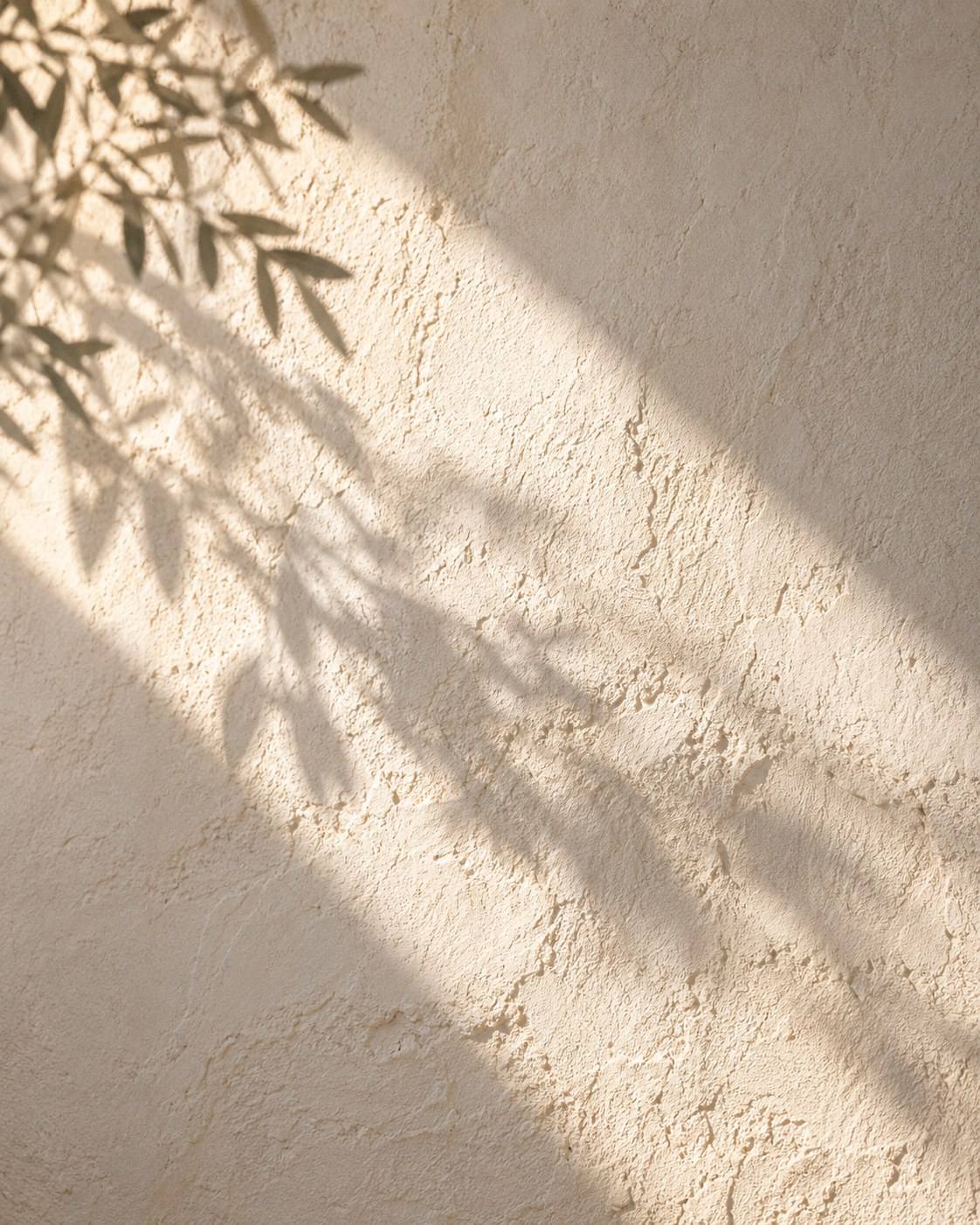 Pared de cal con luz de mañana y la sombra de una rama de olivo